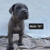 Male D, a male Cane Corso for sale in San Jose, CA – Photo 4 of 10