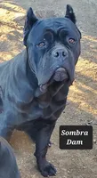 Male D, a male Cane Corso for sale in San Jose, CA – Photo 9 of 10