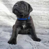 Blue collar, a male Cane Corso for sale in San Jose, CA – Photo 4 of 9