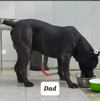 Blue collar, a male Cane Corso for sale in San Jose, CA – Photo 7 of 9