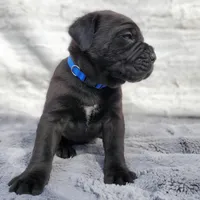 Blue collar, a male Cane Corso for sale in San Jose, CA – Photo 2 of 9