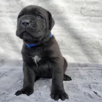 Blue collar, a male Cane Corso for sale in San Jose, CA – Photo 3 of 9