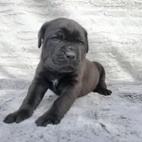 Blue collar, a male Cane Corso for sale in San Jose, CA – Photo 6 of 9