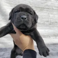 Blue collar, a male Cane Corso for sale in San Jose, CA – Photo 5 of 9