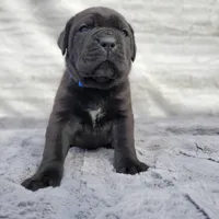 Blue collar, a male Cane Corso for sale in San Jose, CA – Photo 1 of 9