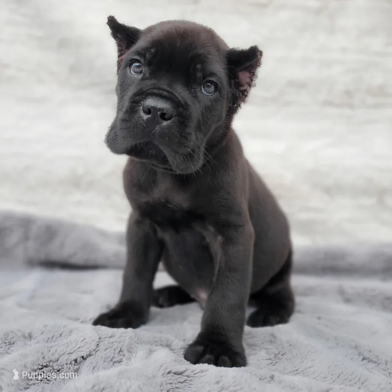 Apollo - Red Collar, a male Cane Corso for sale in San Jose, CA – Photo 1 of 10
