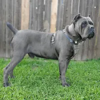 Apollo - Red Collar, a male Cane Corso for sale in San Jose, CA – Photo 7 of 10