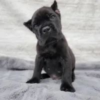 Apollo - Red Collar, a male Cane Corso for sale in San Jose, CA – Photo 3 of 10