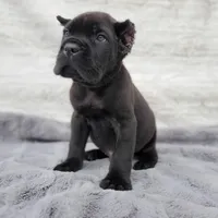 Apollo - Red Collar, a male Cane Corso for sale in San Jose, CA – Photo 6 of 10