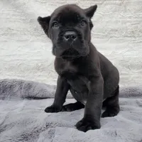 Apollo - Red Collar, a male Cane Corso for sale in San Jose, CA – Photo 4 of 10