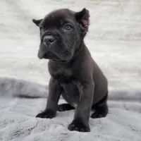 Apollo - Red Collar, a male Cane Corso for sale in San Jose, CA – Photo 2 of 10