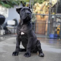 Female A, a female Cane Corso for sale in San Jose, CA – Photo 2 of 10