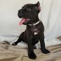 Female A, a female Cane Corso for sale in San Jose, CA – Photo 6 of 10