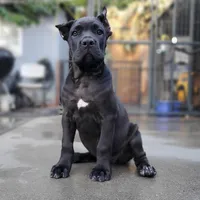 Female A, a female Cane Corso for sale in San Jose, CA – Photo 1 of 10