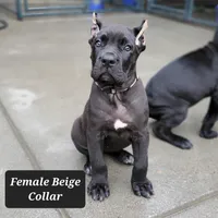 Female A, a female Cane Corso for sale in San Jose, CA – Photo 4 of 10
