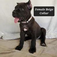 Female A, a female Cane Corso for sale in San Jose, CA – Photo 5 of 10