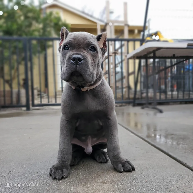 Bruce - White collar, a male Cane Corso for sale in San Jose, CA – Photo 1 of 10