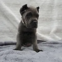 Bruce - White collar, a male Cane Corso for sale in San Jose, CA – Photo 5 of 10