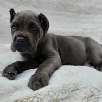 Bruce - White collar, a male Cane Corso for sale in San Jose, CA – Photo 6 of 10