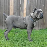 Bruce - White collar, a male Cane Corso for sale in San Jose, CA – Photo 7 of 10