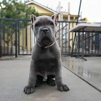 Bruce - White collar, a male Cane Corso for sale in San Jose, CA – Photo 3 of 10