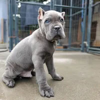 Bruce - White collar, a male Cane Corso for sale in San Jose, CA – Photo 4 of 10