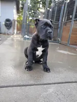 Yellow Collar, a male Cane Corso for sale in San Jose, CA – Photo 4 of 10