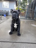 Yellow Collar, a male Cane Corso for sale in San Jose, CA – Photo 3 of 10