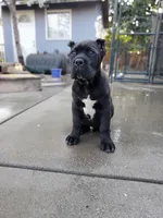 Yellow Collar, a male Cane Corso for sale in San Jose, CA – Photo 2 of 10