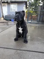 Yellow Collar, a male Cane Corso for sale in San Jose, CA – Photo 1 of 10