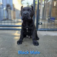 MALE A, a male Cane Corso for sale in San Jose, CA – Photo 6 of 10