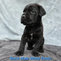 MALE A, a male Cane Corso for sale in San Jose, CA – Photo 8 of 10