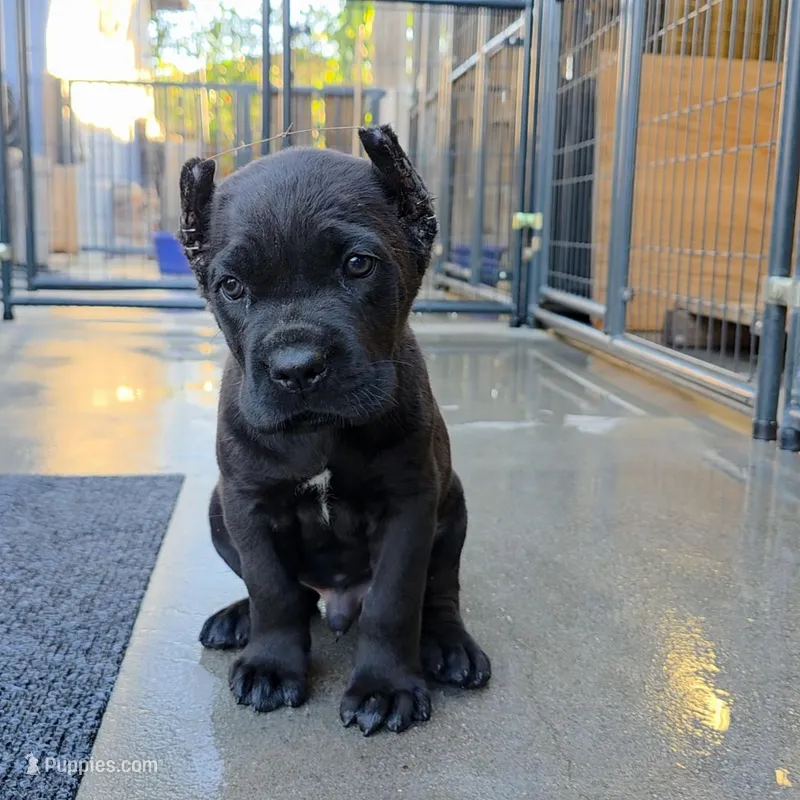 MALE A, a male Cane Corso for sale in San Jose, CA – Photo 1 of 10