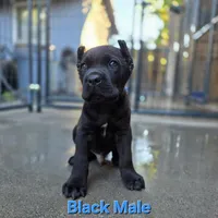 MALE A, a male Cane Corso for sale in San Jose, CA – Photo 3 of 10