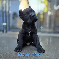 MALE A, a male Cane Corso for sale in San Jose, CA – Photo 5 of 10