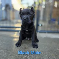MALE A, a male Cane Corso for sale in San Jose, CA – Photo 4 of 10