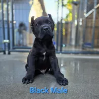 MALE A, a male Cane Corso for sale in San Jose, CA – Photo 7 of 10
