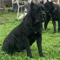 FEMALE E, a female Cane Corso for sale in San Jose, CA – Photo 6 of 6