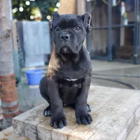 FEMALE E, a female Cane Corso for sale in San Jose, CA – Photo 4 of 6