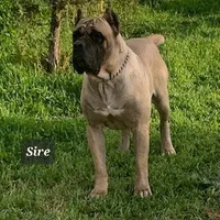 FEMALE E, a female Cane Corso for sale in San Jose, CA – Photo 5 of 6