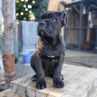 FEMALE E, a female Cane Corso for sale in San Jose, CA – Photo 2 of 6