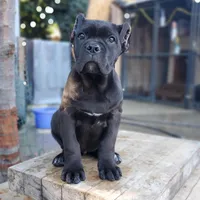FEMALE E, a female Cane Corso for sale in San Jose, CA – Photo 1 of 6
