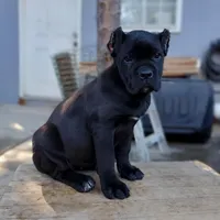 FEMALE E, a female Cane Corso for sale in San Jose, CA – Photo 3 of 6