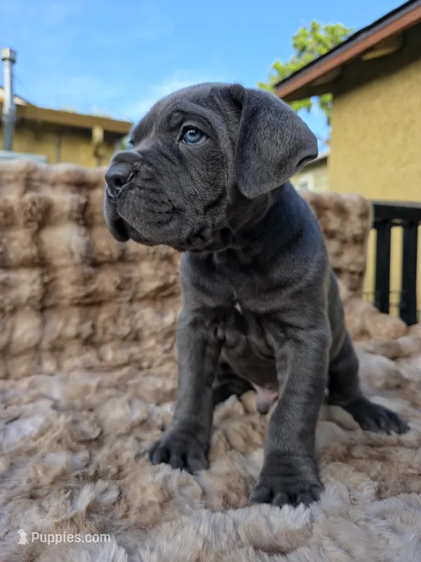 Bane – Cane Corso puppy for sale in San Jose, CA
