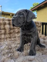 Bane, a male Cane Corso for sale in San Jose, CA – 1 of 8