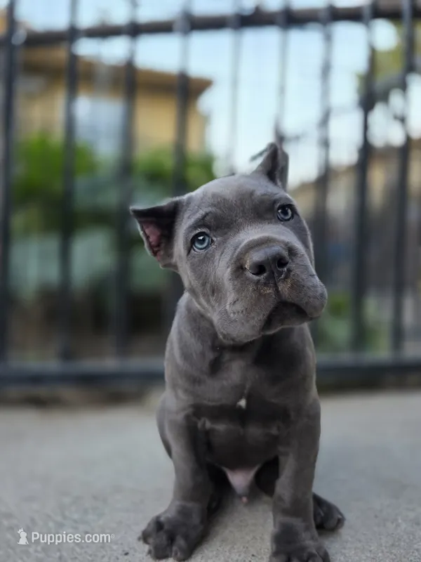 Bane – Cane Corso puppy for sale in San Jose, CA