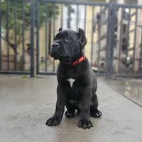 Red Collar, a male Cane Corso for sale in San Jose, CA – Photo 3 of 10