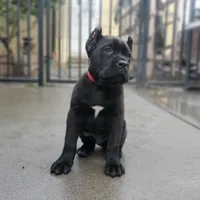 Red Collar, a male Cane Corso for sale in San Jose, CA – Photo 4 of 10