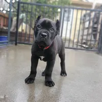 Red Collar, a male Cane Corso for sale in San Jose, CA – Photo 6 of 10