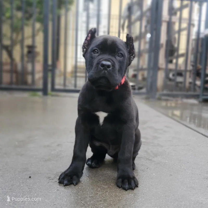 Red Collar, a male Cane Corso for sale in San Jose, CA – Photo 1 of 10